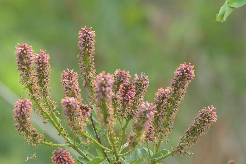 Indigo bush & relatives (*Amorpha* spp.)