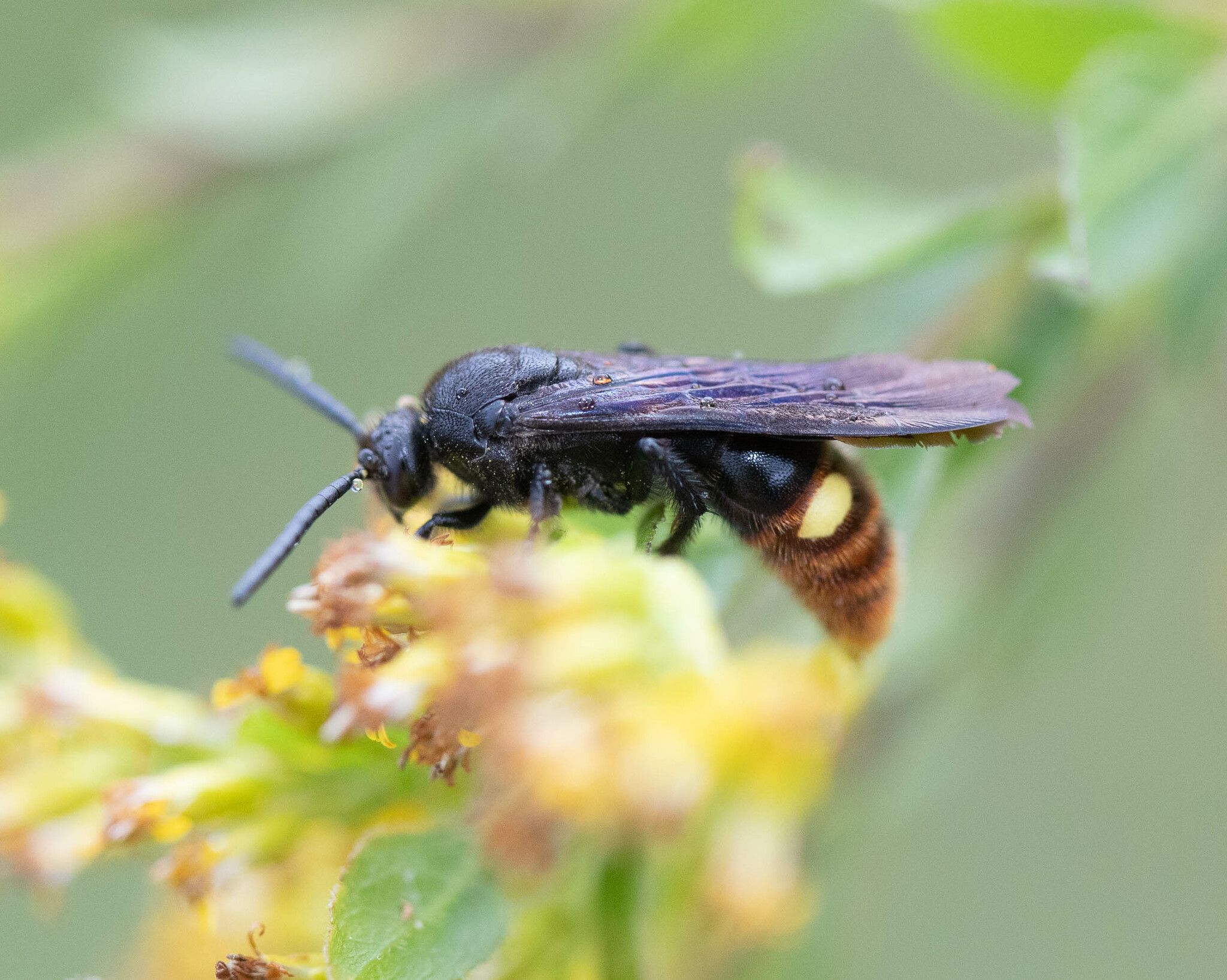 Scoliid wasps (Family Scoliidae)