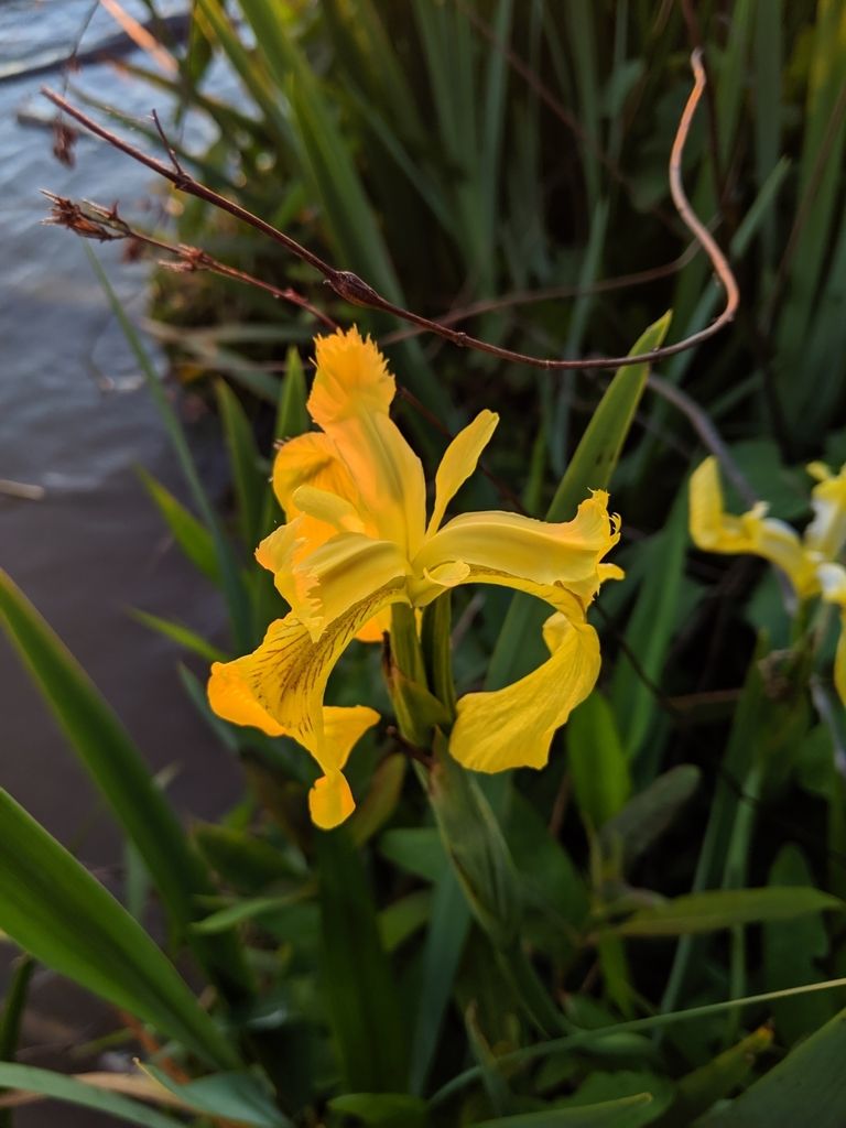 Irises (Iris (native species))