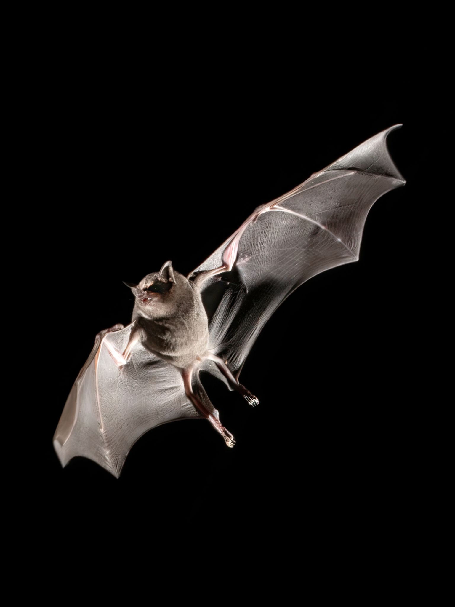 Nectar-feeding bats (Subfamily Glossophaginae)