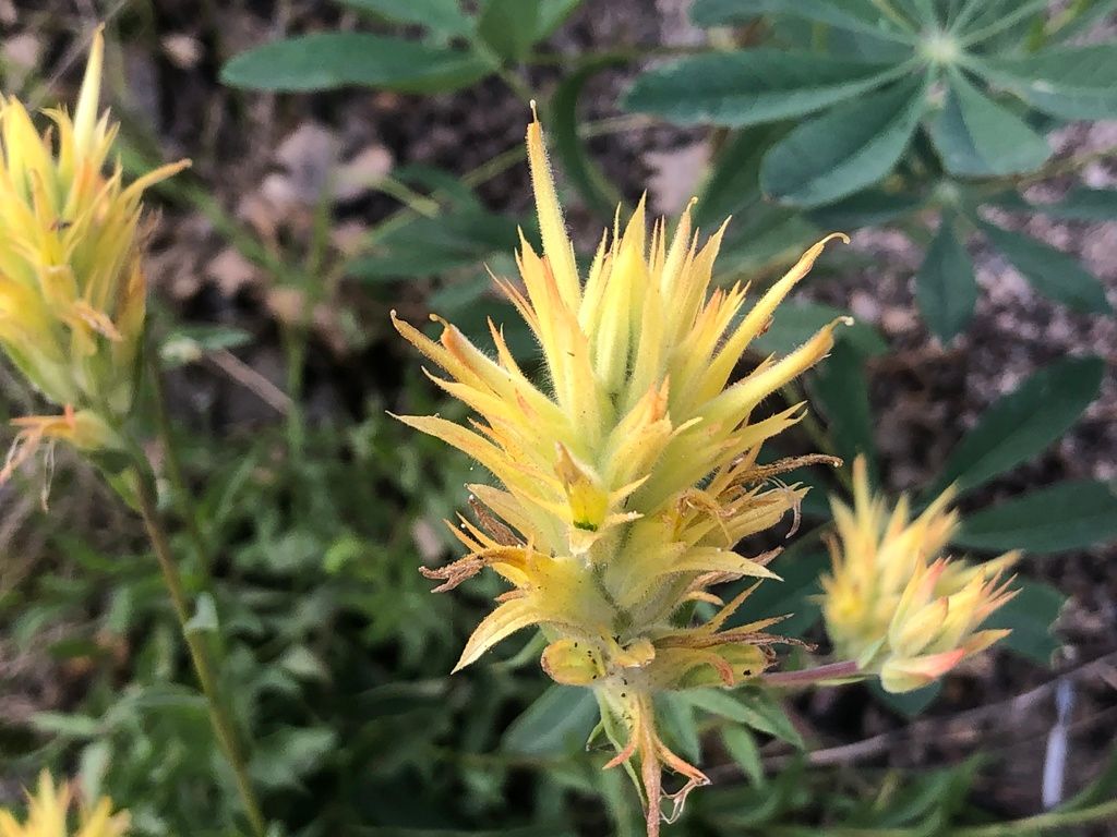 Castillejas (*Castilleja* spp.)