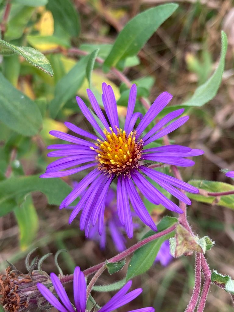 Asters (*Symphyotrichum* spp.)