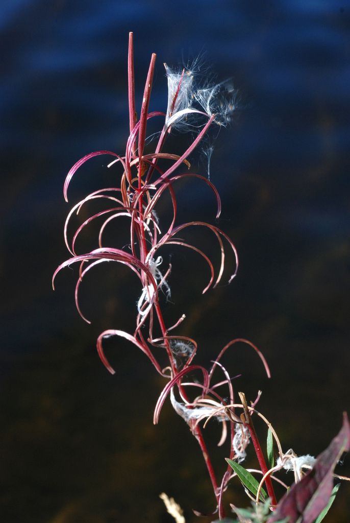 Willowherbs (Epilobium spp.)