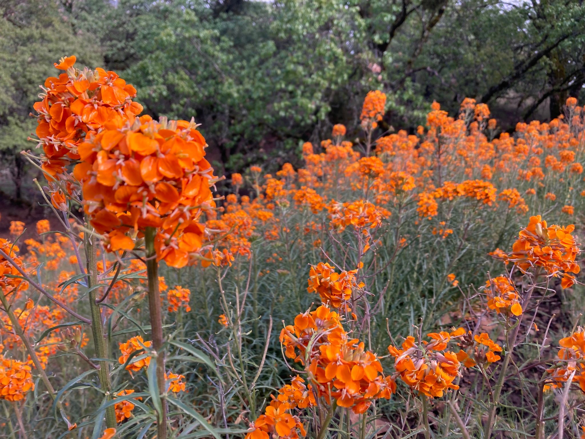 Mustards (*Brassicaceae* (native genera))