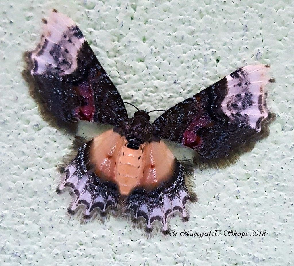 Geometer moths (Family Geometridae)