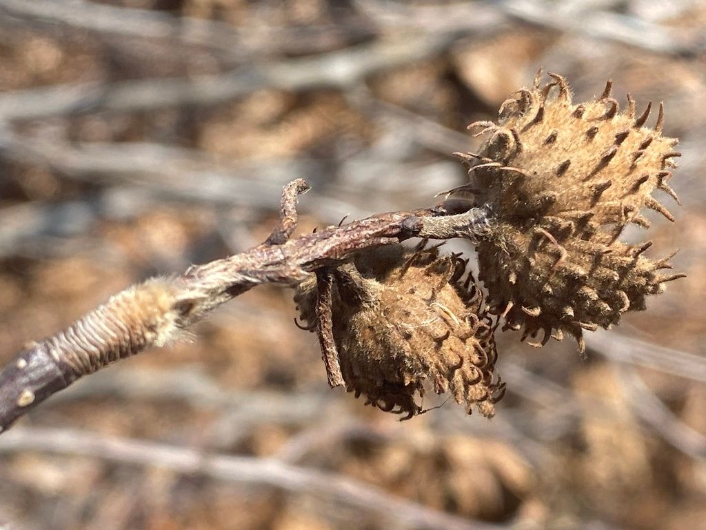 Beeches (Fagus spp.)