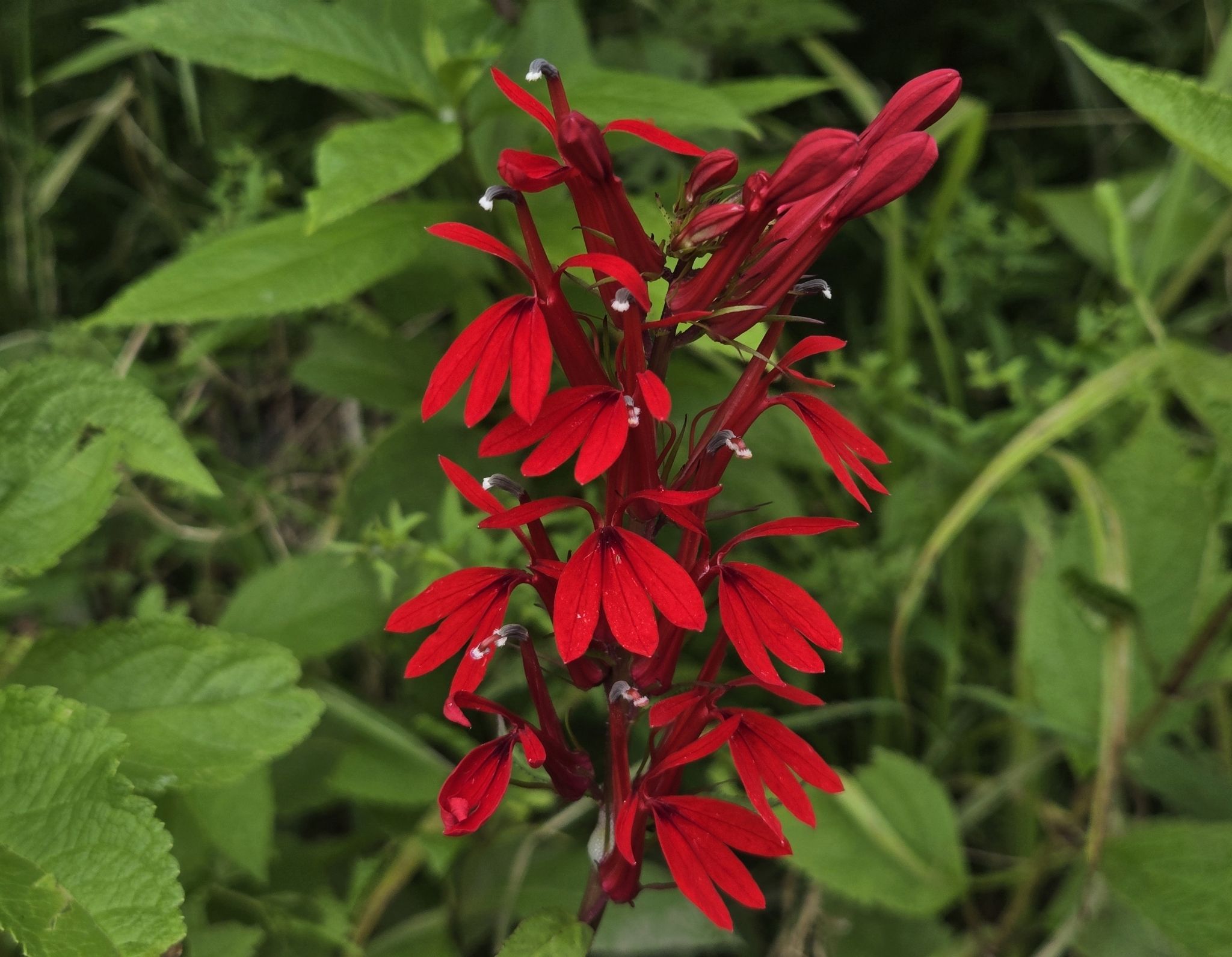 Cardinal flowers & lobelias (*Lobelia* (genus))