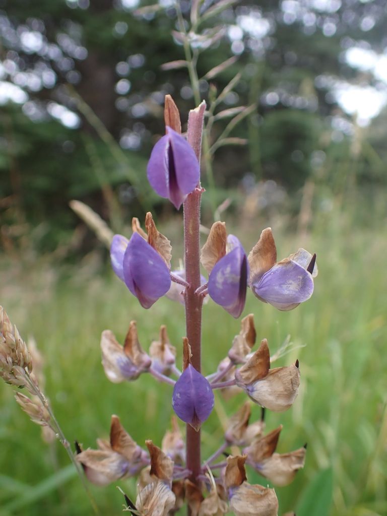 Lupines (*Lupinus* (annual species))