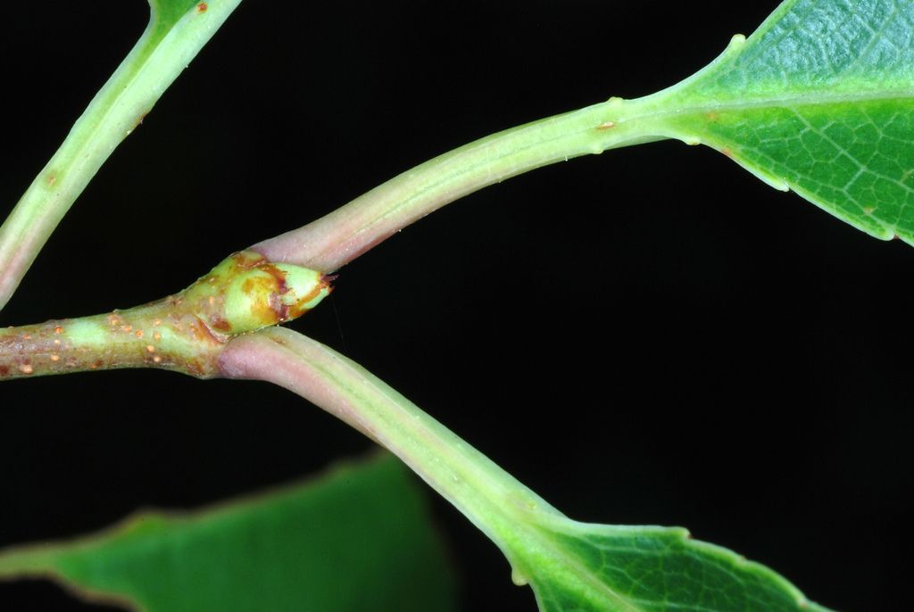 Cherries & plums (Prunus spp.)
