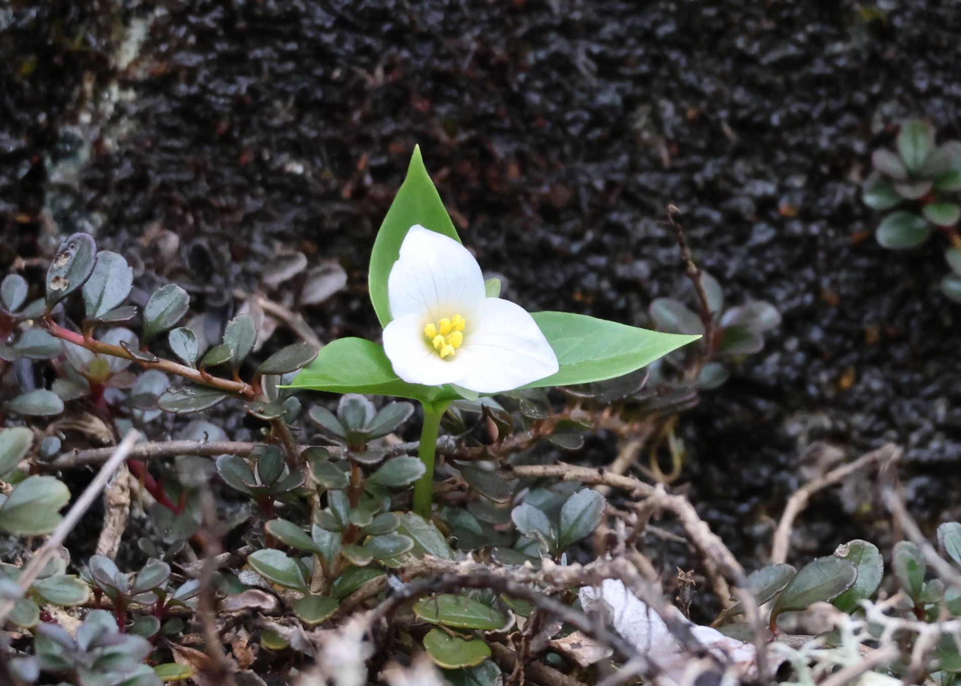 Trilliums (*Trillium* spp.)