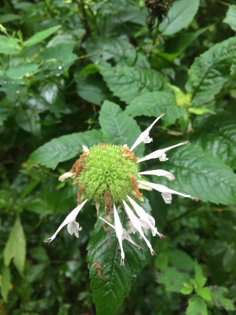 Wild bergamot & bee balms (Monarda spp.)