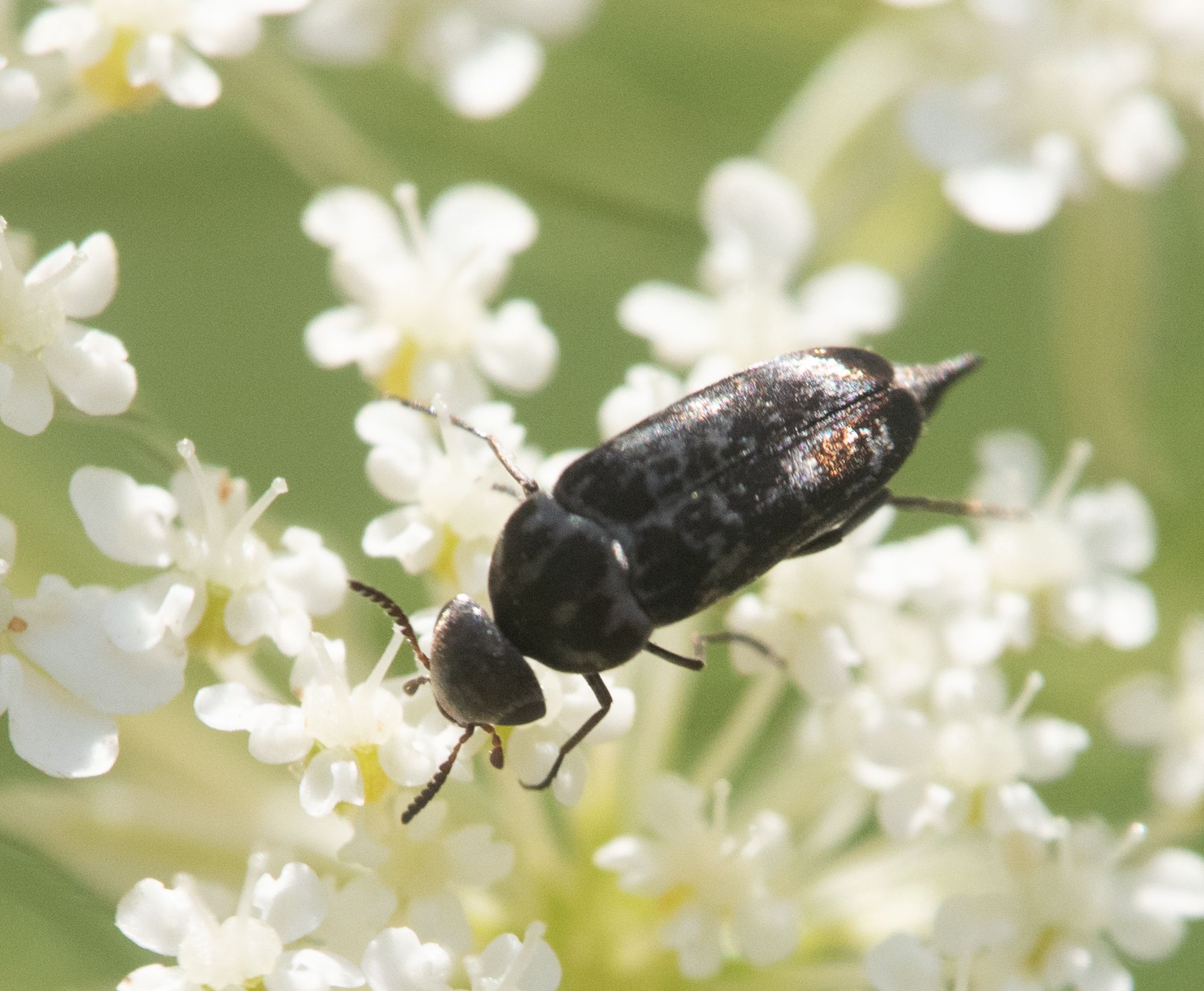 Tumbling flower beetles (Family Mordellidae)