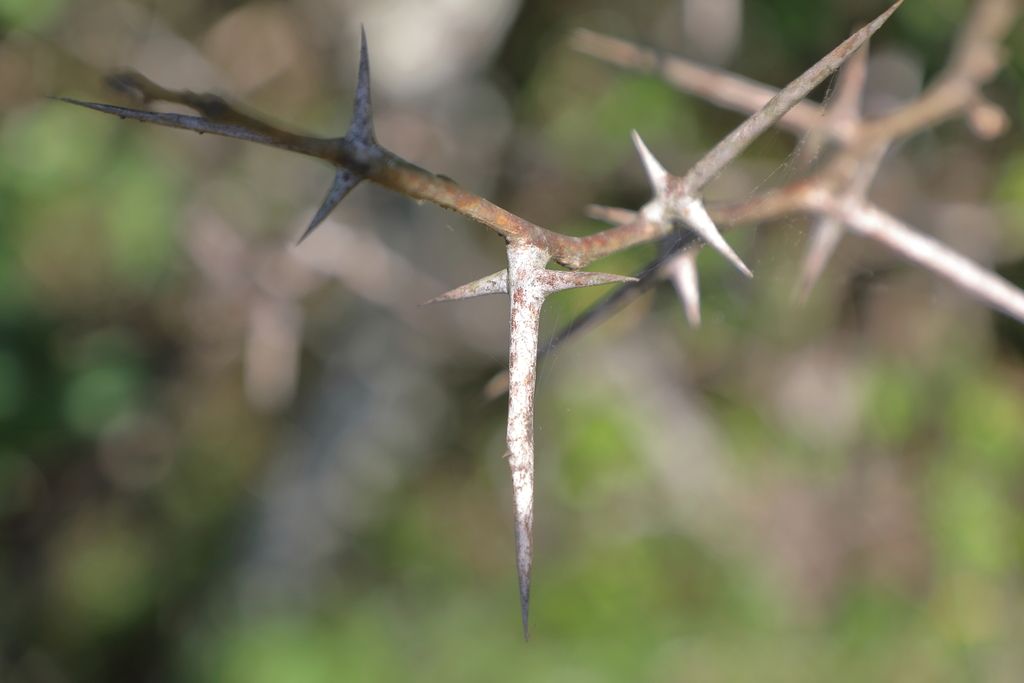 Honey locusts (Gleditsia spp.)