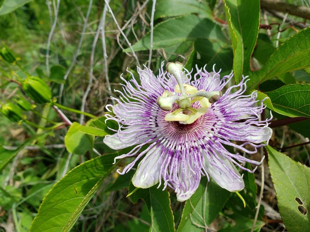 Passionflowers (Passiflora spp.)