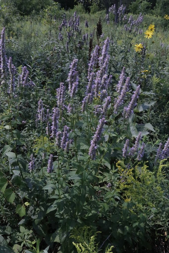 Anise hyssops (Agastache (native species))