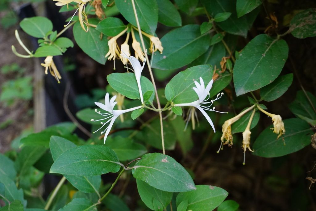 Native honeysuckles (Lonicera (native species))