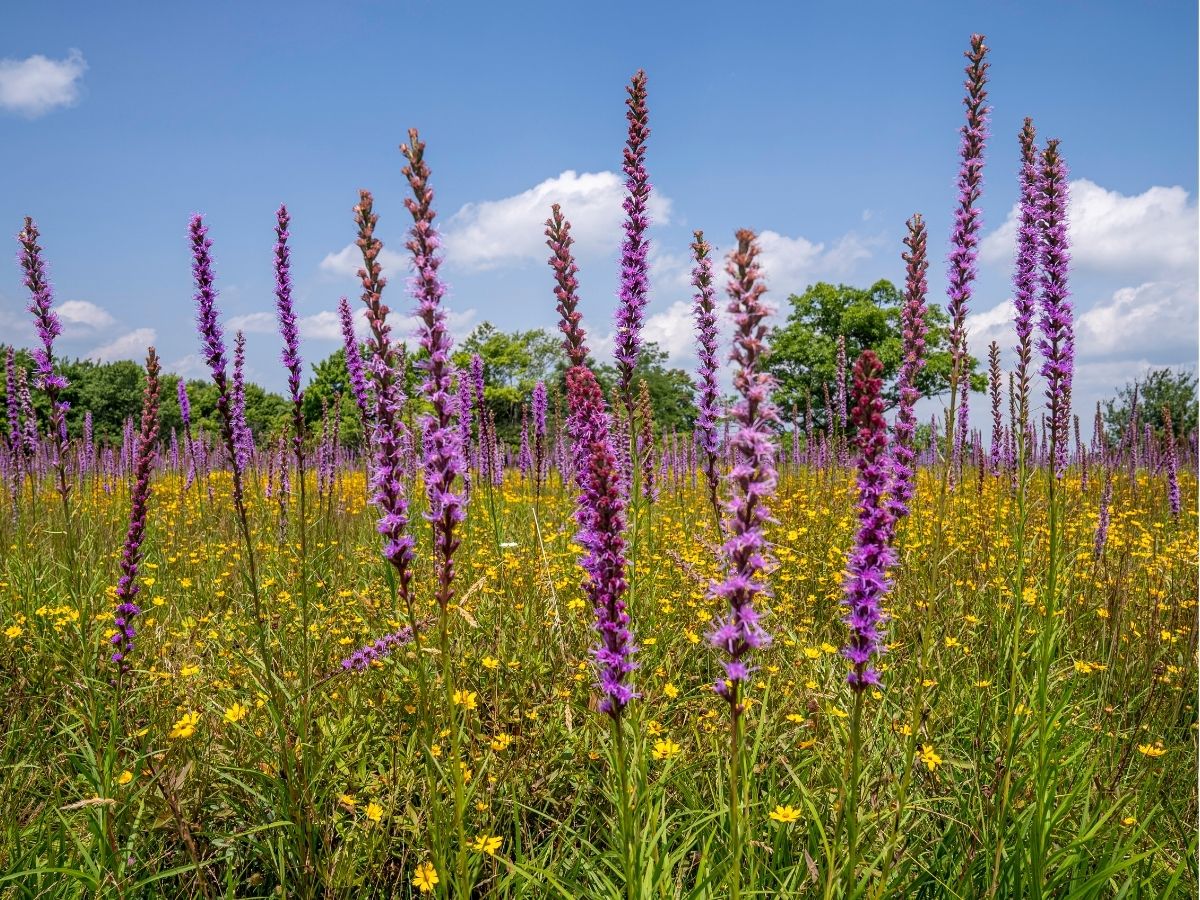 wildflowers-herbaceous-perennials-blazing-stars (4).jpg