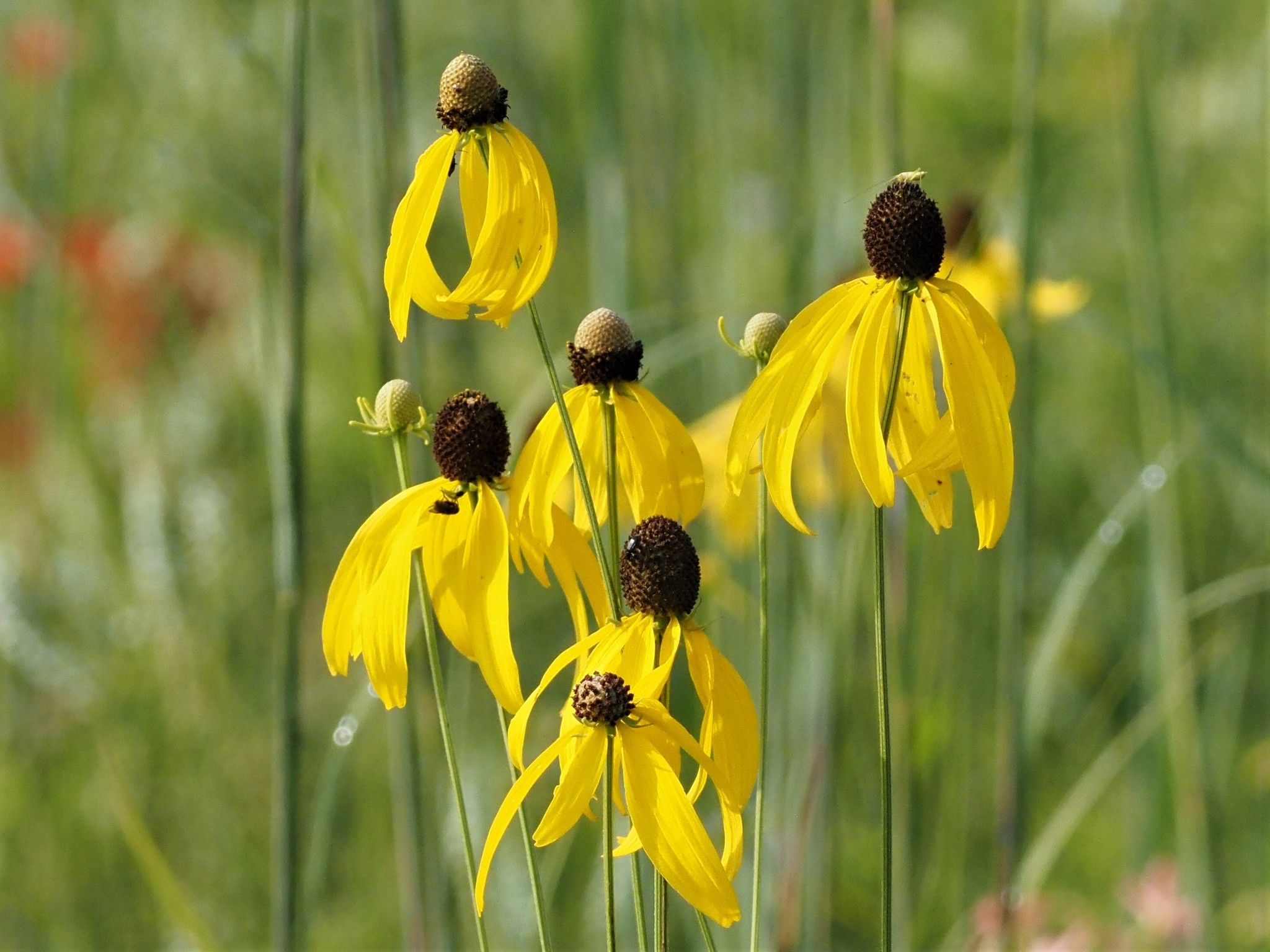 Prairie coneflowers (*Ratibida* spp.)