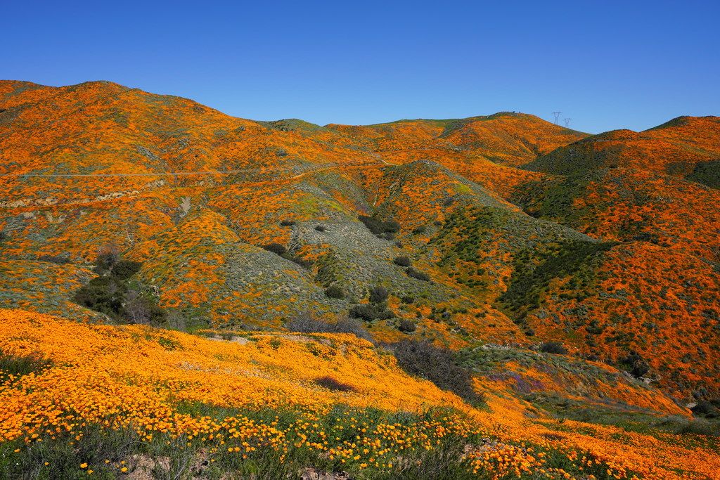 California poppies (Eschscholzia (genus))