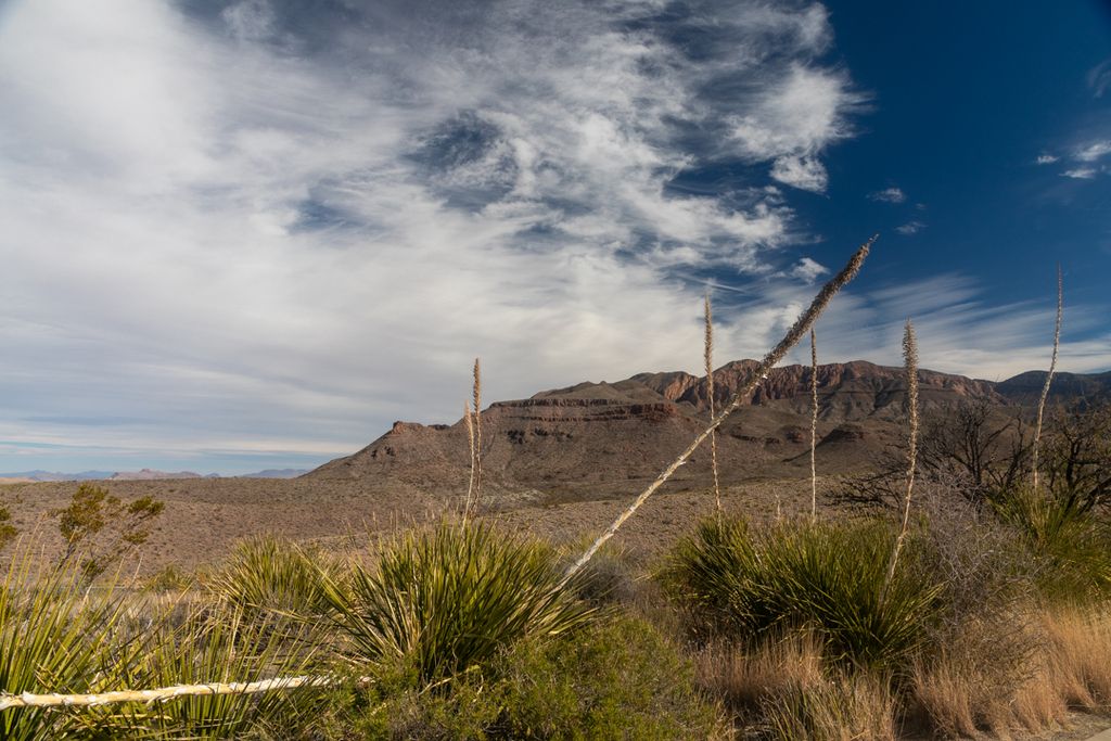Chihuahuan Desert