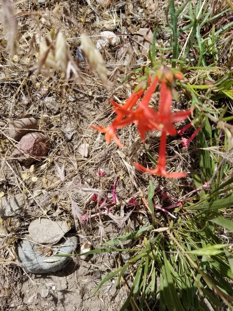 Gilias (annual types) (Gilia (annual species))
