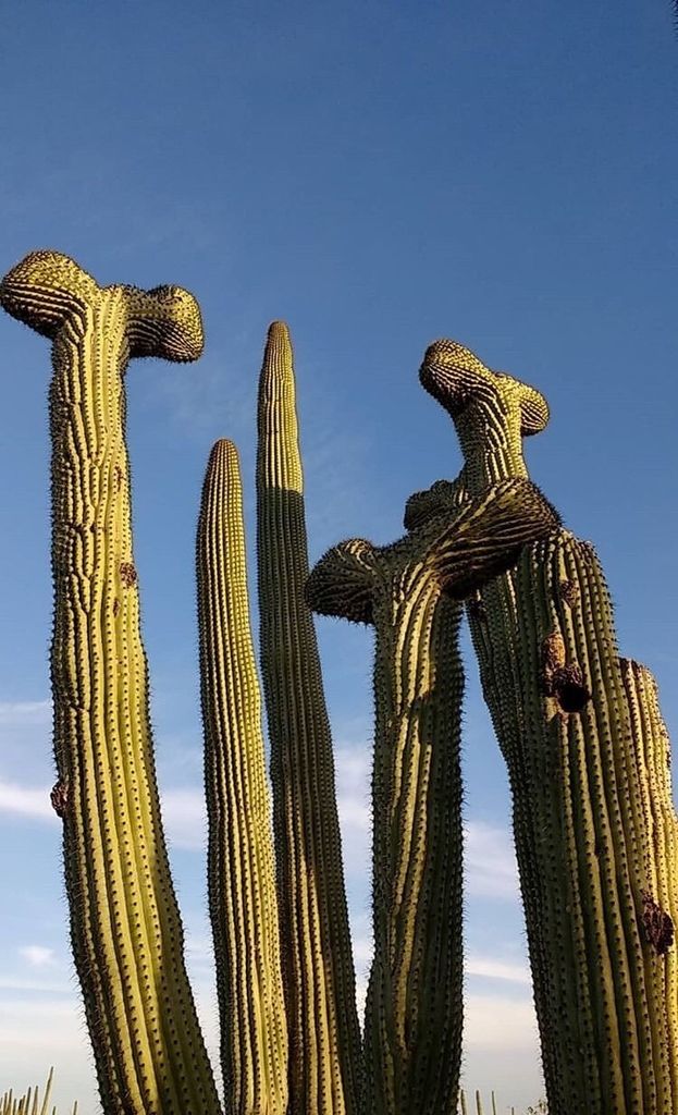 Organ pipe & relatives (*Stenocereus* (genus))