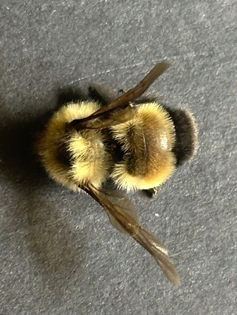 Bumble bees (Genus Bombus)
