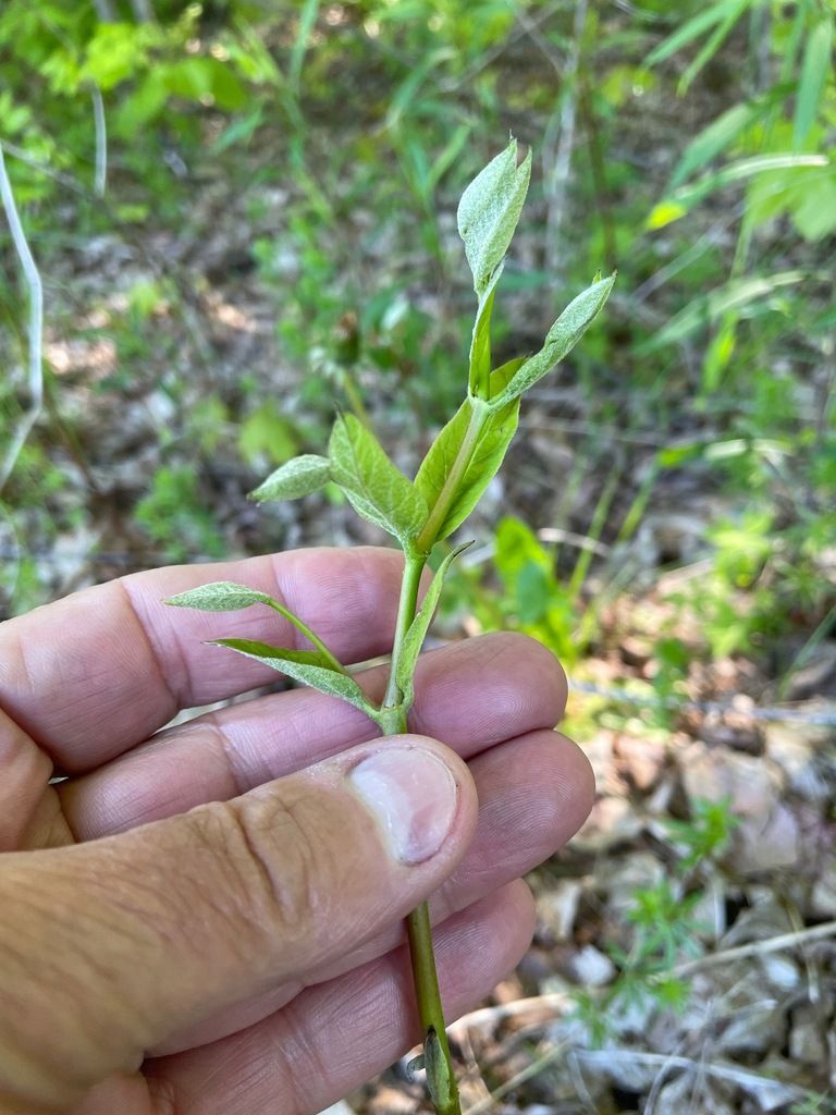 Dogbanes (Apocynum (genus))