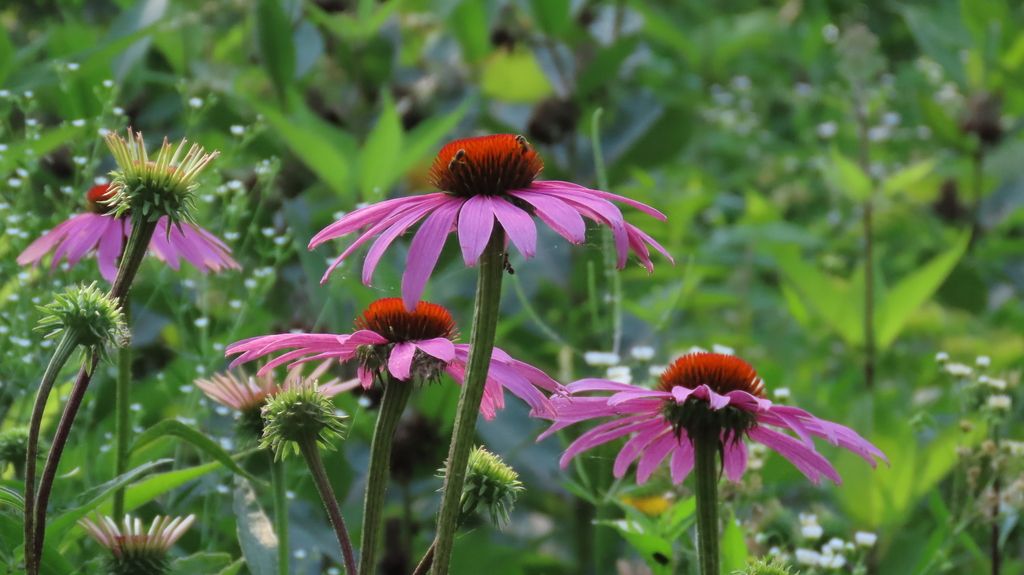 Coneflowers (*Echinacea* (genus))