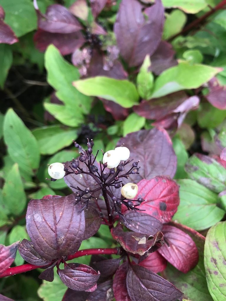 Dogwoods (shrubby) (Cornus spp. (shrub forms))