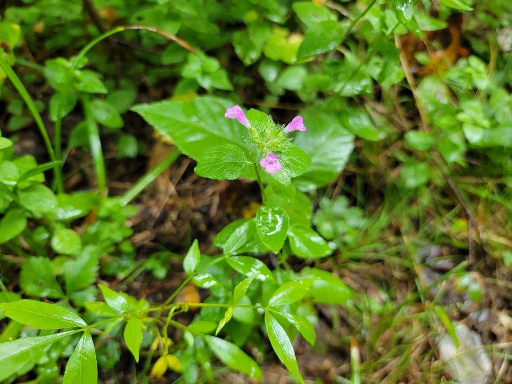 Wild thymes (Thymus spp.)