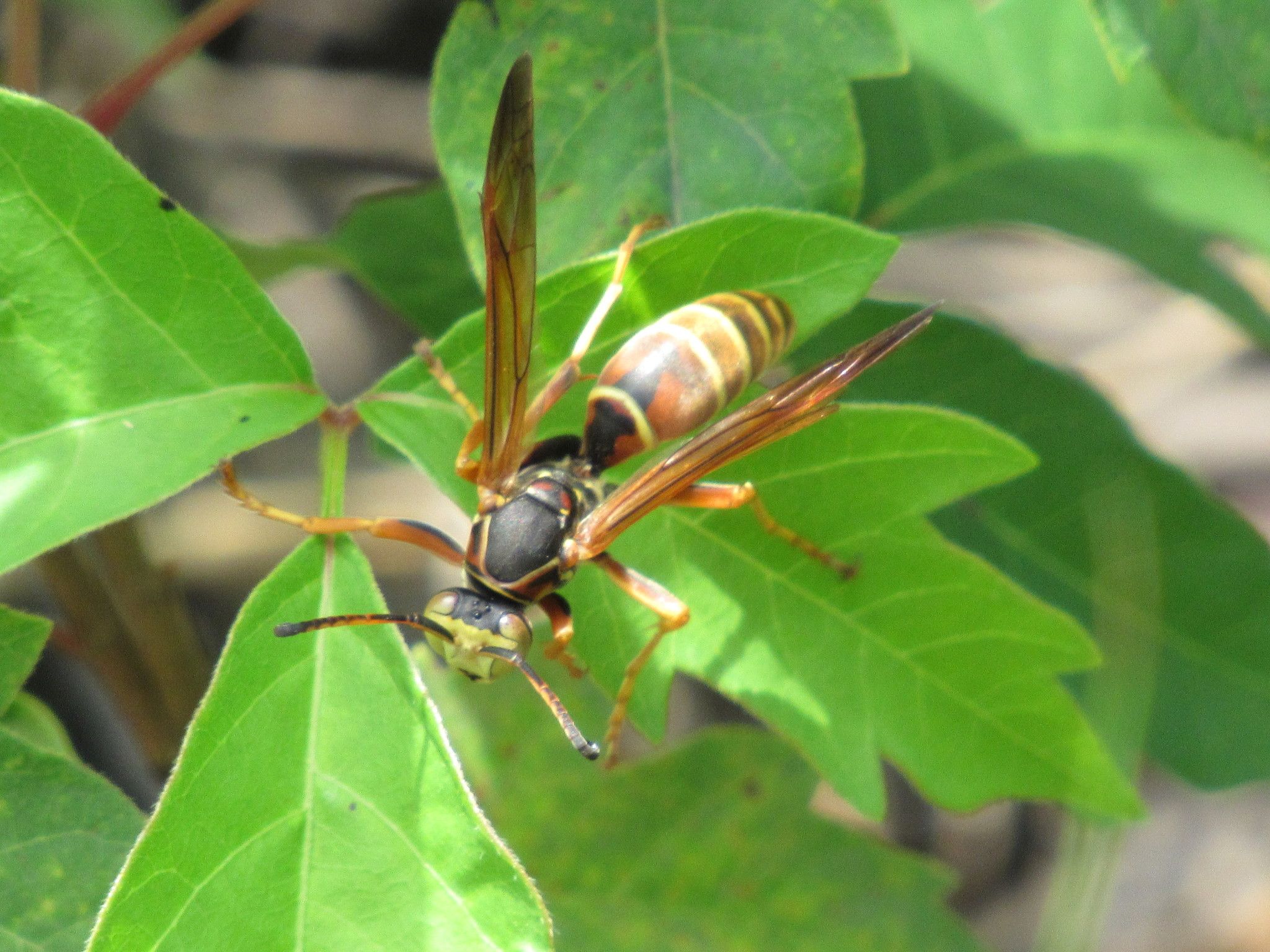 Paper wasps (Genus Polistes)