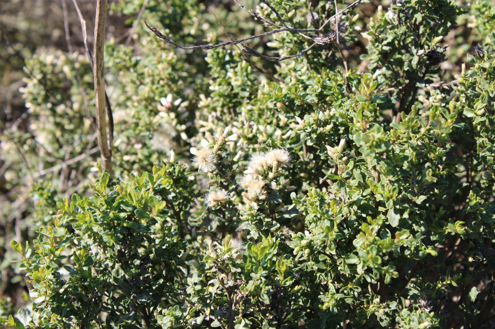 Baccharis (*Baccharis* spp.)