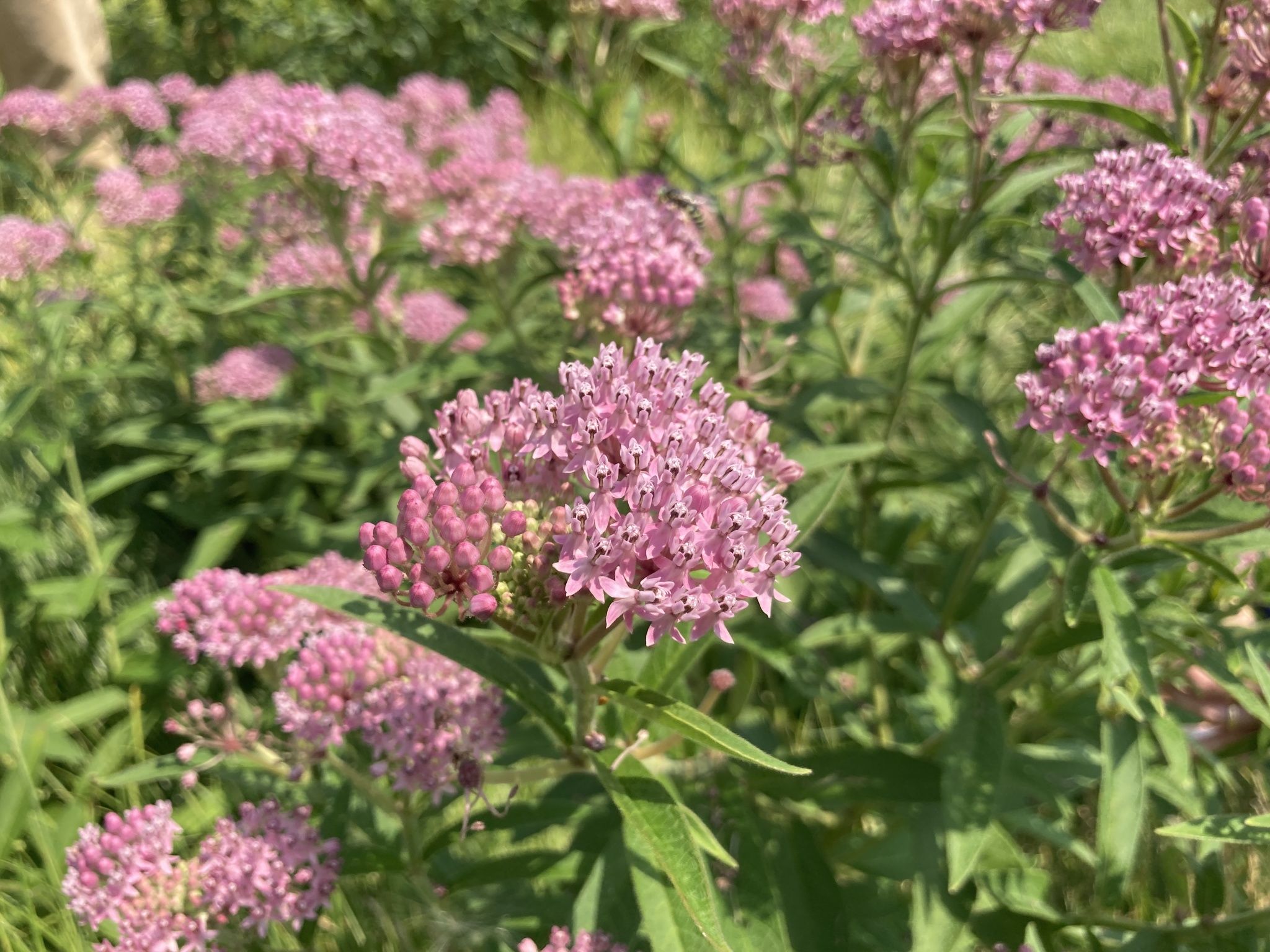 Milkweed relatives in wetlands (*Asclepias* (wetland species))