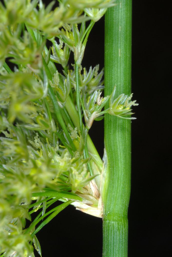 Rushes (Juncus spp.)