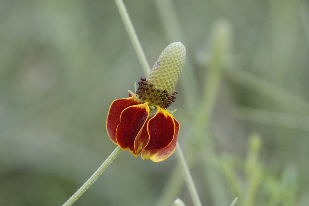 Prairie coneflowers (Ratibida spp.)