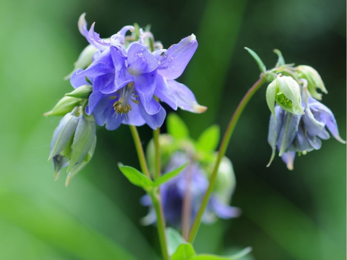 wildflowers-herbaceous-perennials-columbines.jpg