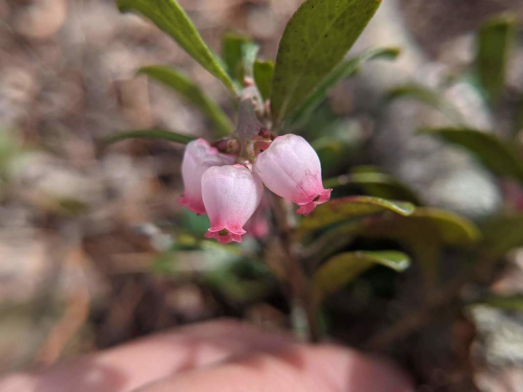 Kinnikinnick (Arctostaphylos spp.)