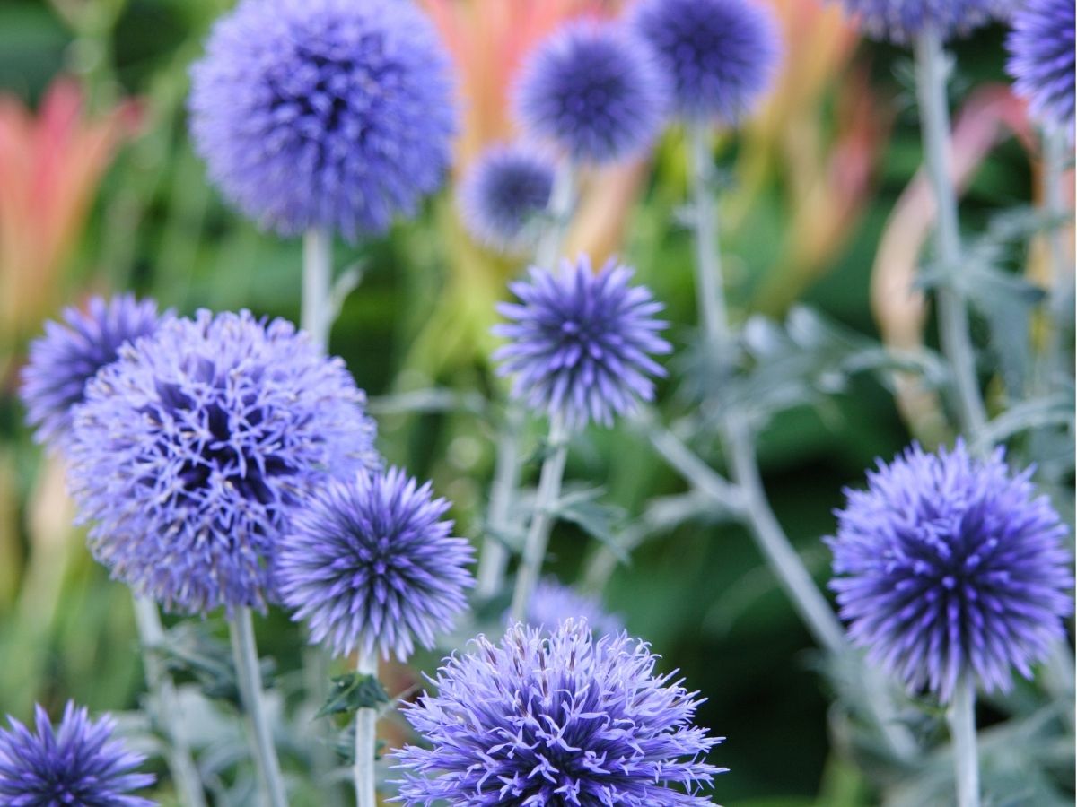 wildflowers-herbaceous-perennials-globe-thistles-native-relatives (2).jpg