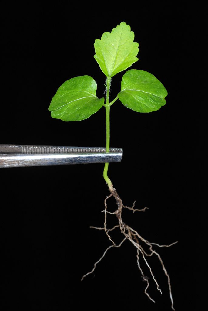 Marsh mallows (Hibiscus (native species))