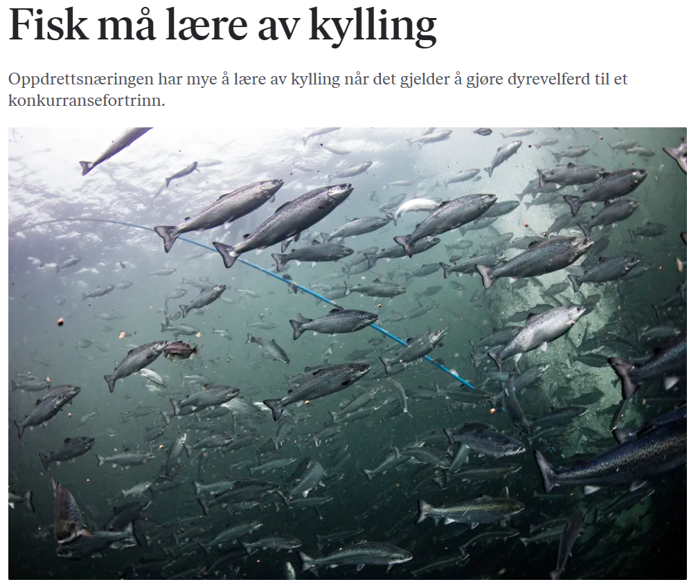 Fisk må lære av kylling!