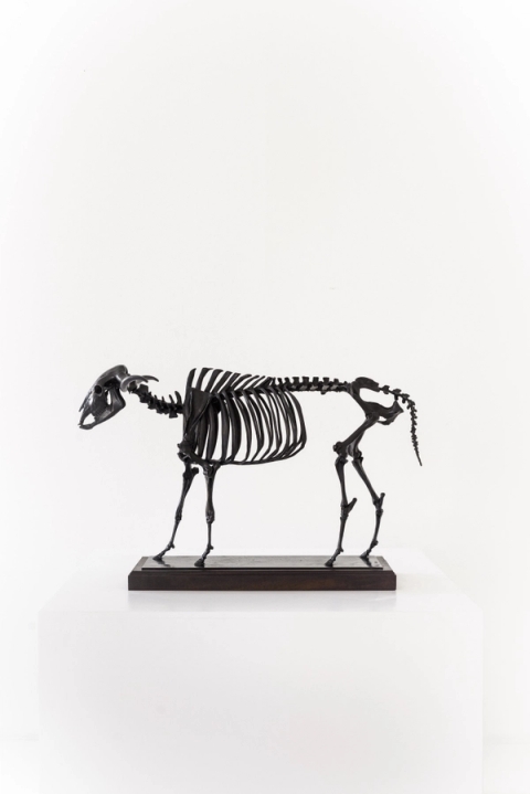 Otto du Plessis - Cow Hide - Black, 2020