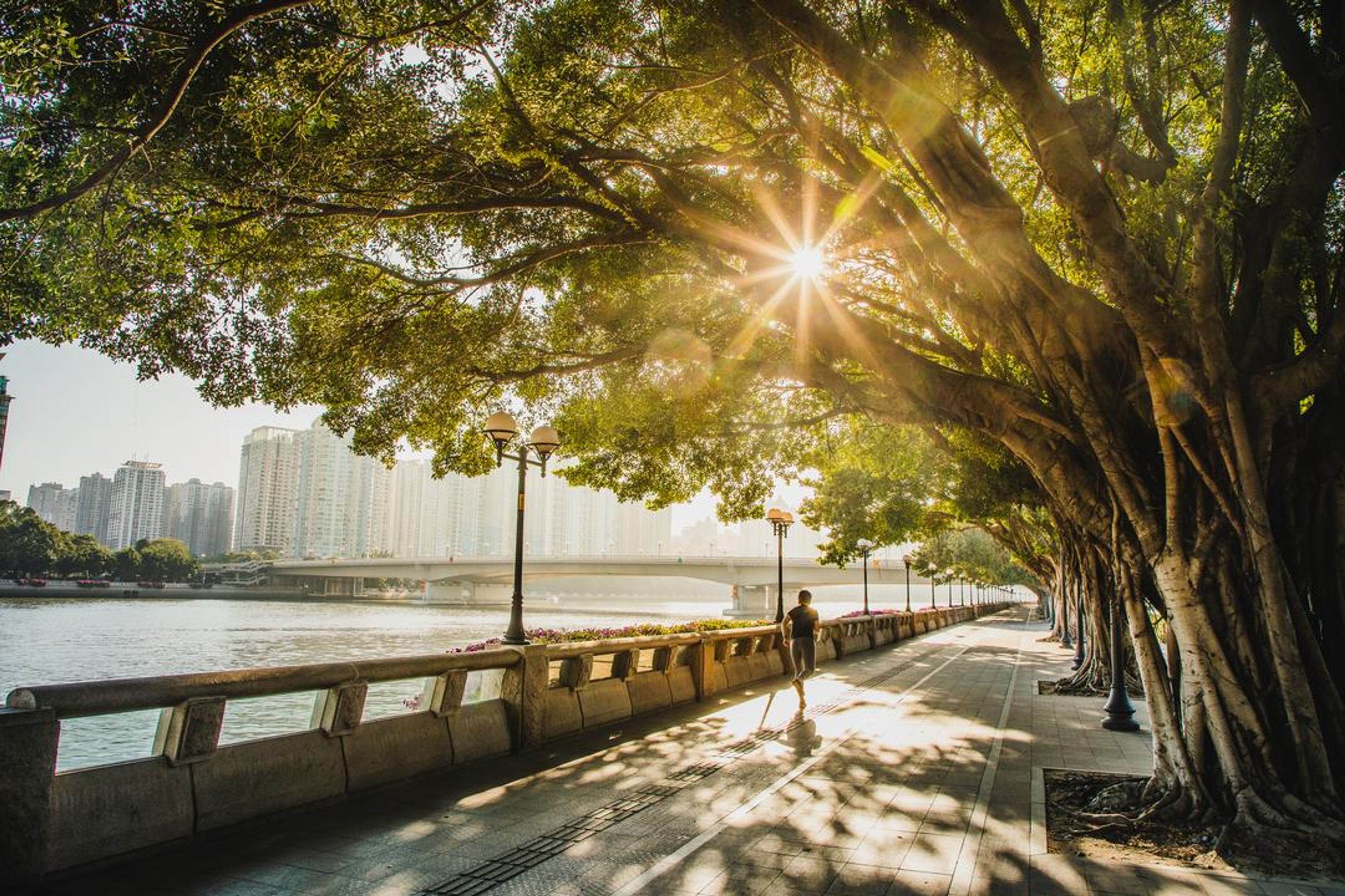 trees lining a river in front of a city backdrop