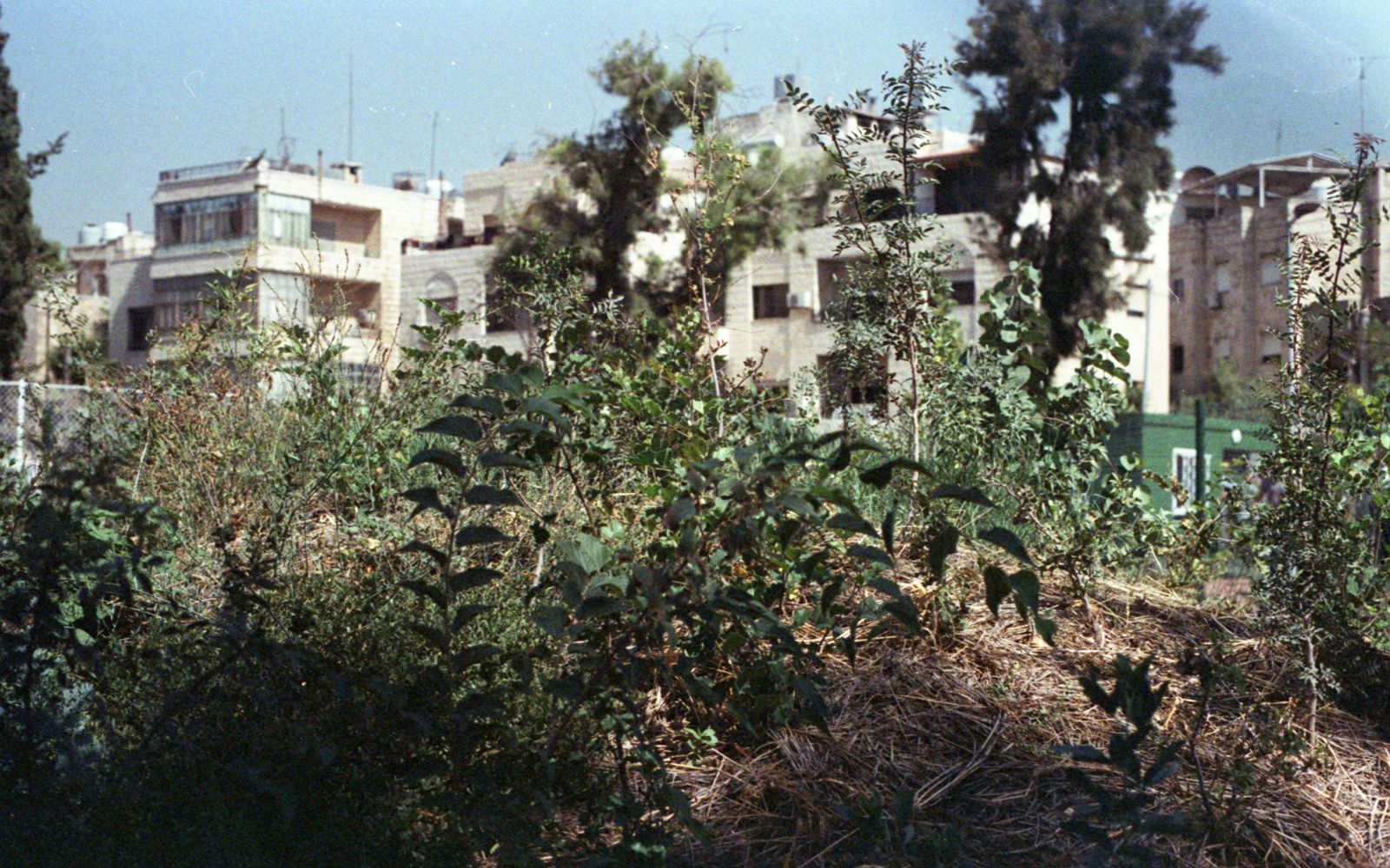 Miyawaki method used at al Buhturi, planted by locals and volunteers