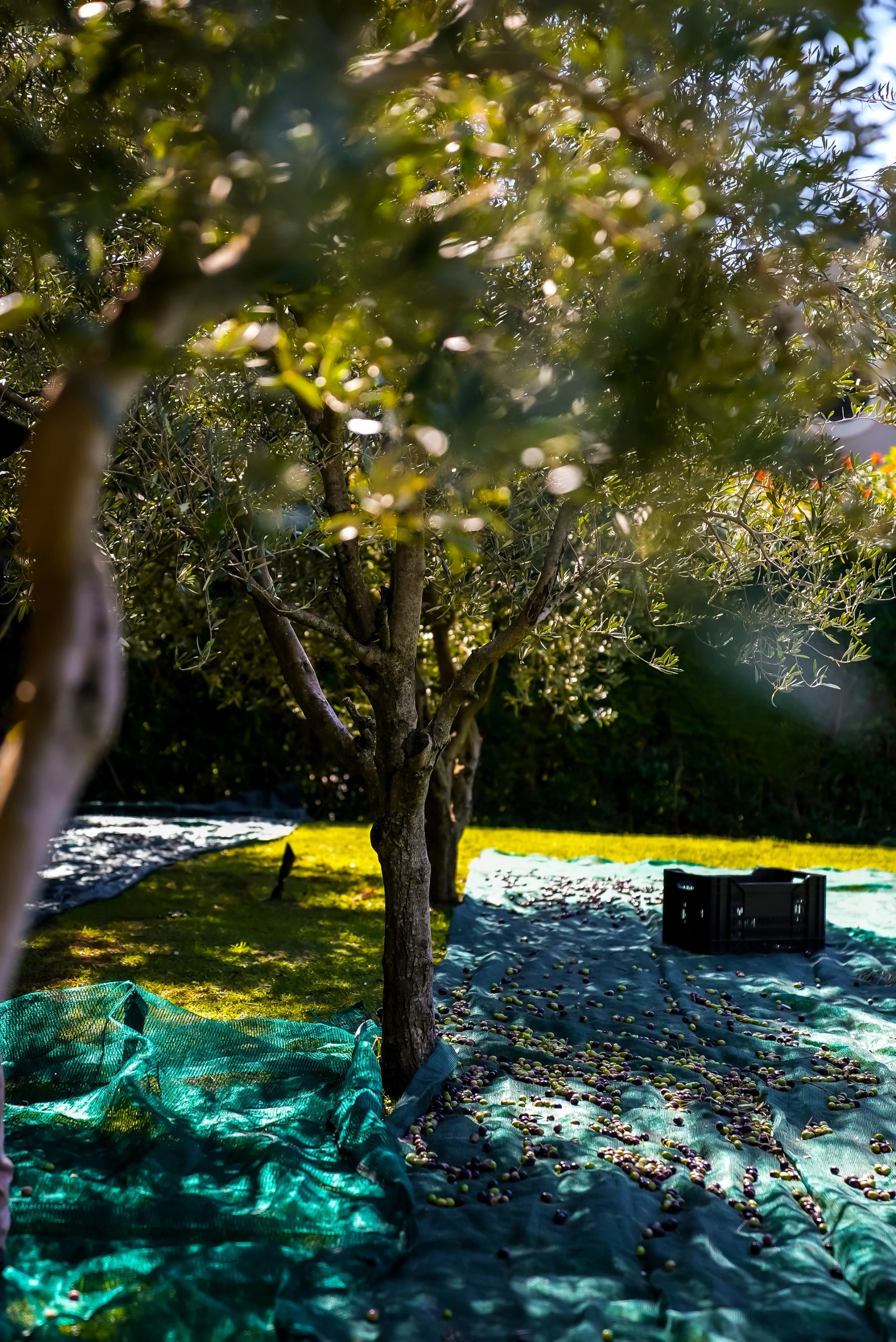 Harvest nets and a crate beneath Oakvale’s olive trees