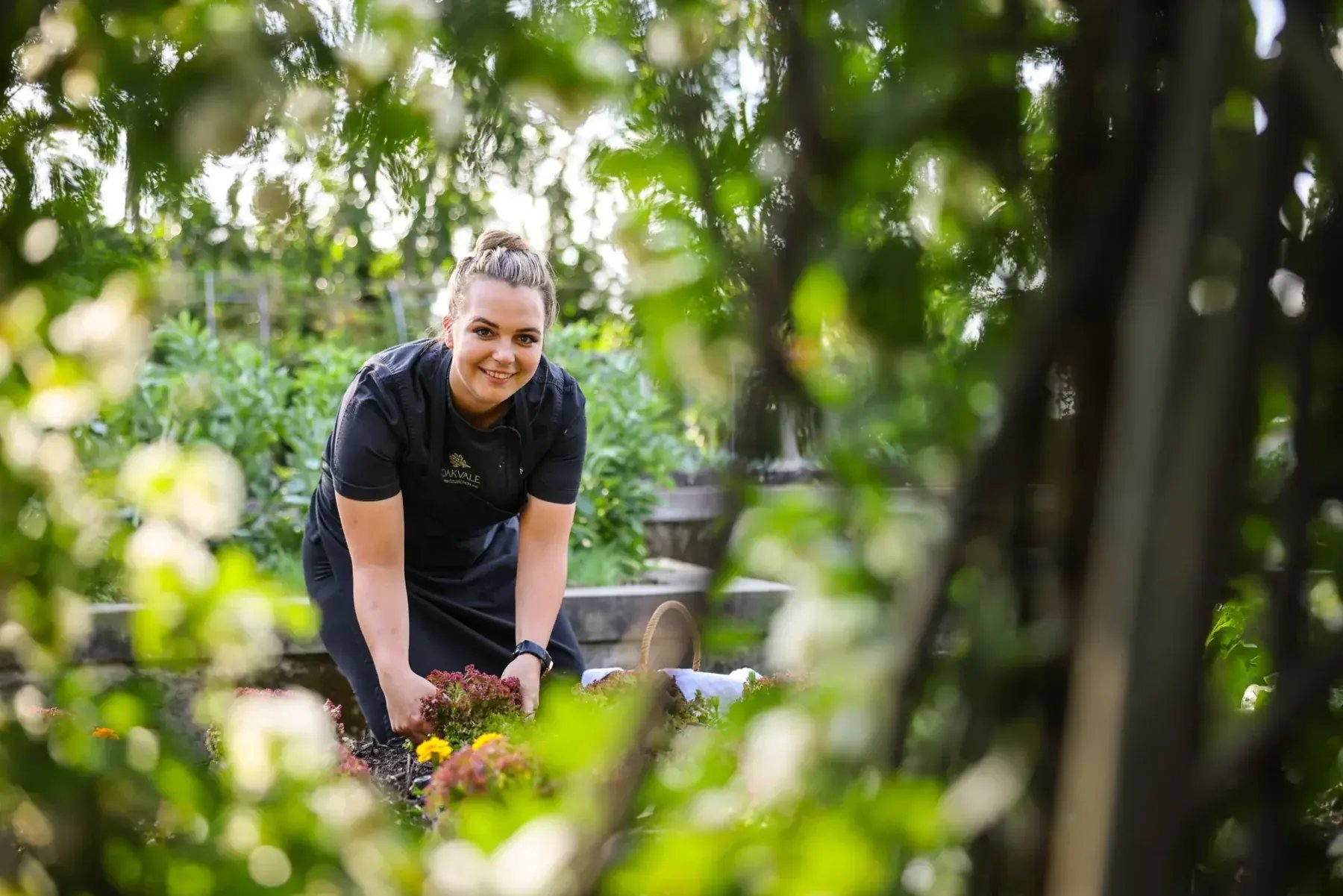Chef harvesting in the vegetable garden