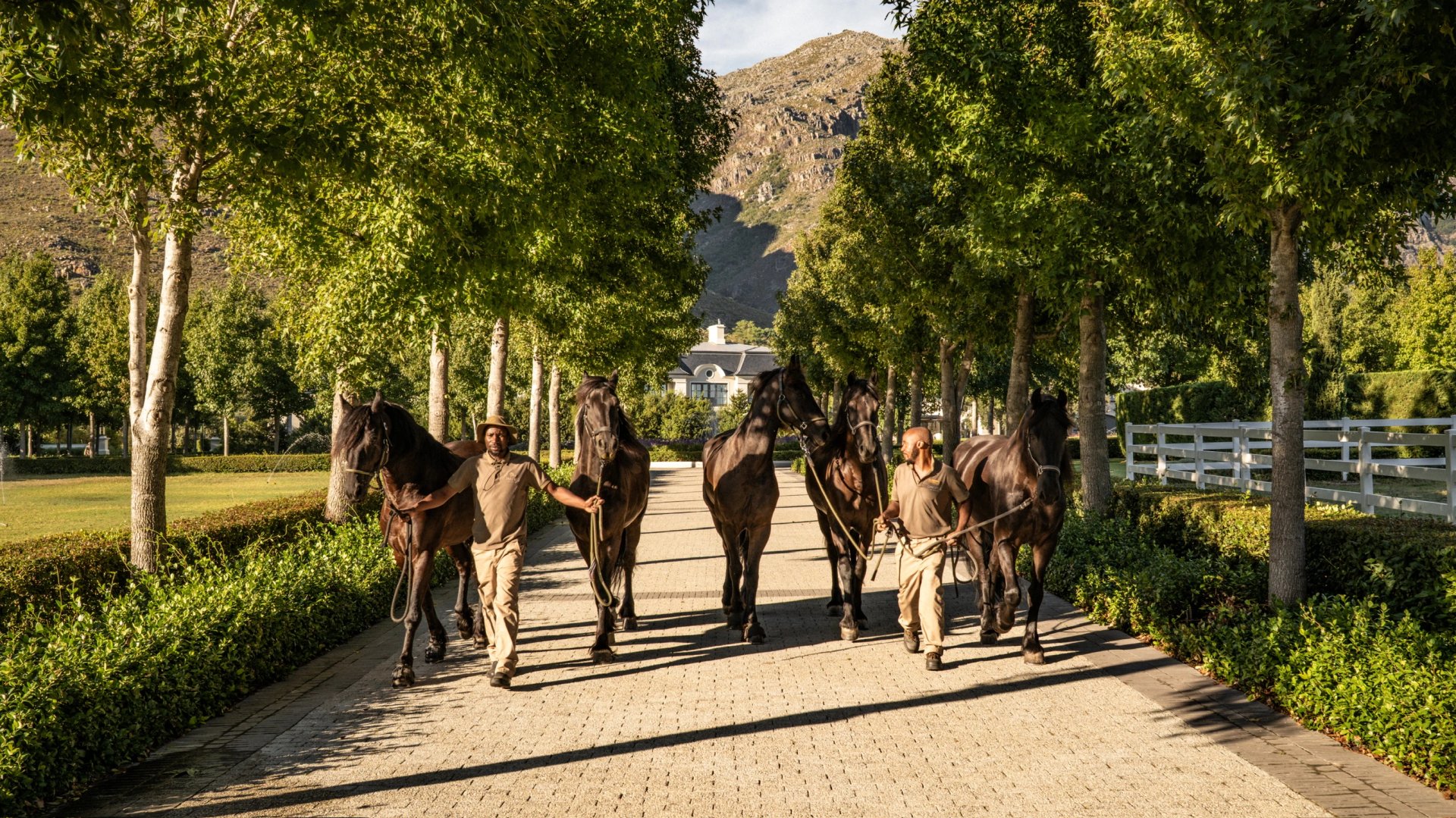 Horses and their handlers walking along a tree-lined avenue at Oakvale Estate