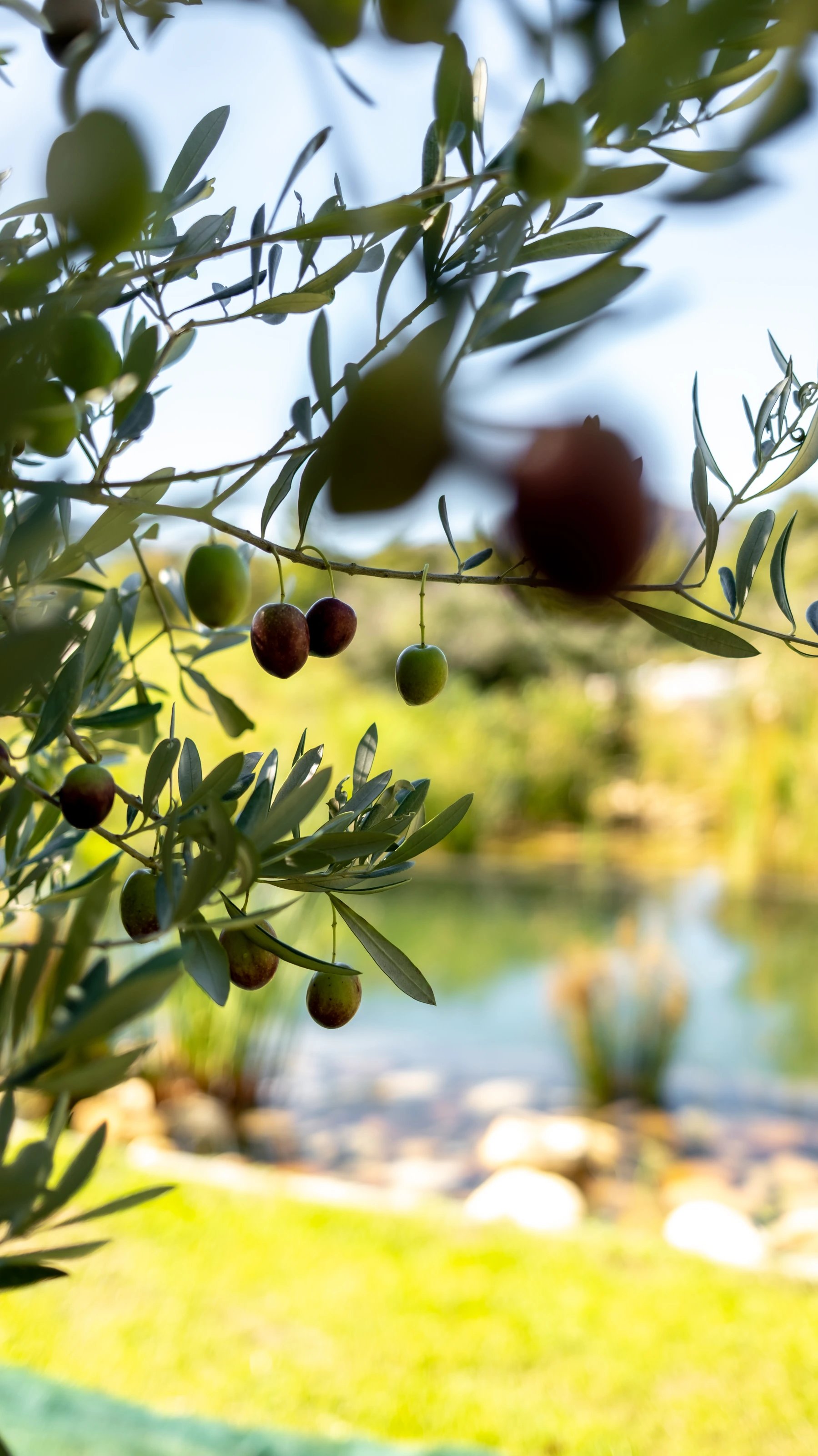 Olives ripening on the branches of an Oakvale olive tree