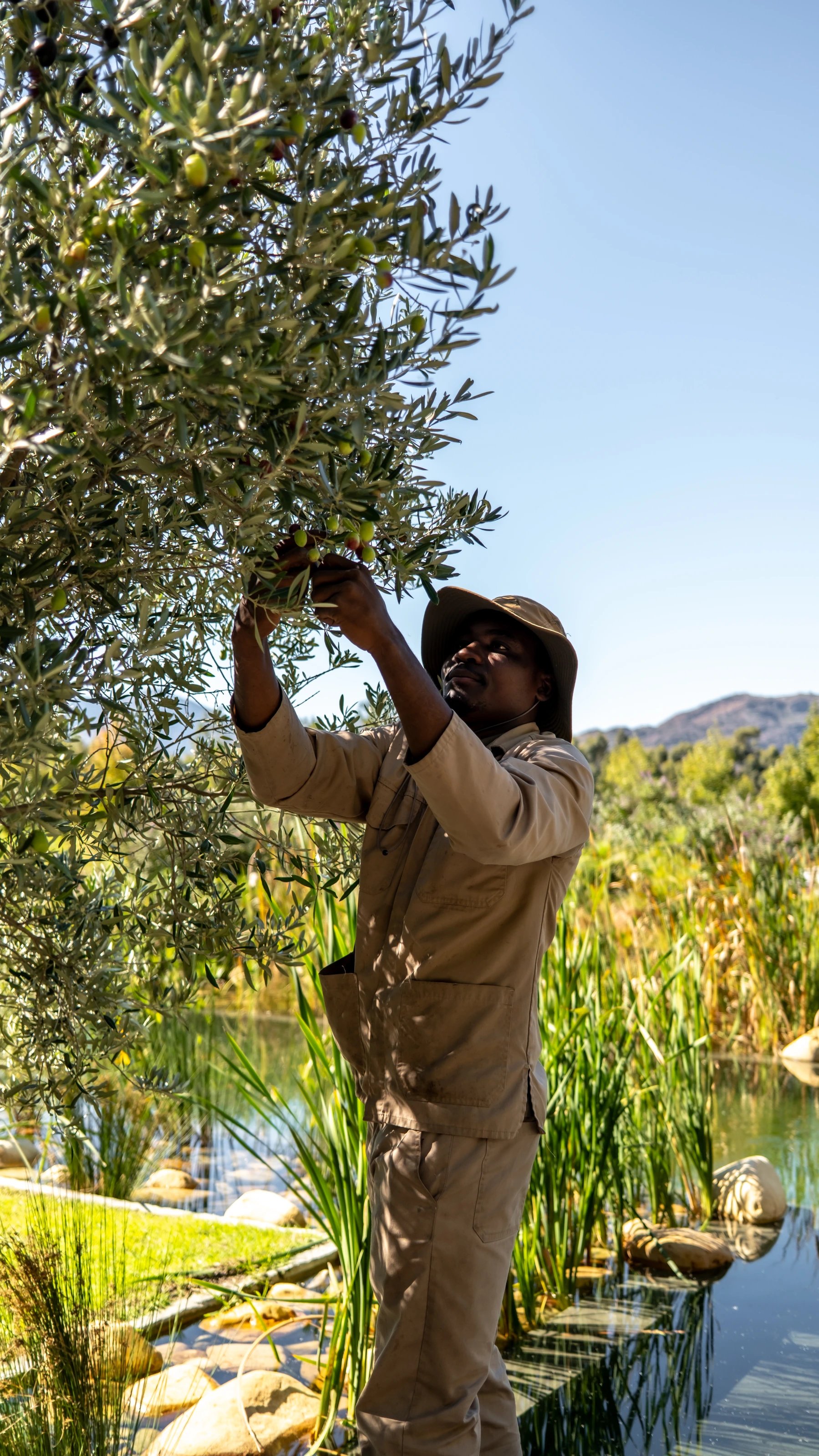 An Oakvale team member harvesting olives in the estate grove