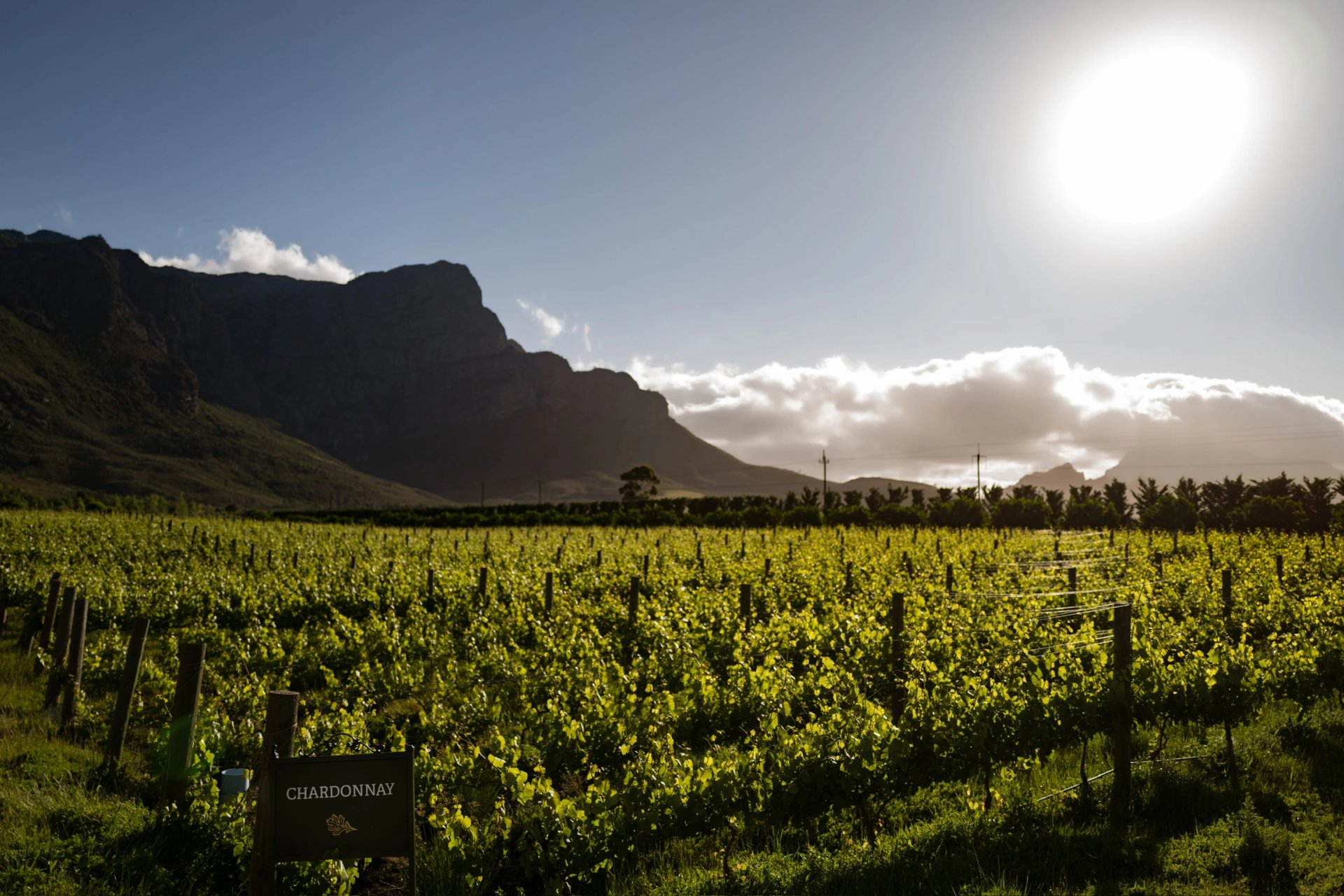Sunlight across Oakvale vineyard beneath the mountains